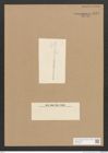 Diatomeae indet. Zeichnungen Sammlung Grunow Nr. 5135 (NHMW-BOT-W0373446)